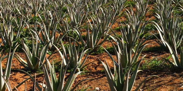 Cum se cultivă planta de Aloe Vera ?